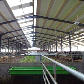 Filon daylighting creates the <b>perfect conditions for cows that milk themselves!</b> image